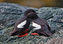 Cepphus columba